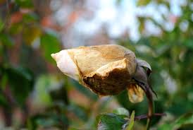 Stems and leaves yellow, then darken, turning slimy. Botrytis Blight On Plants What Is Botrytis Blight And Treatment