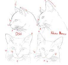 How To Tell If You Have A Khao Manee Or A Domestic Short Hair By Zezkah Fancy Cats Cat Photo Insect Art