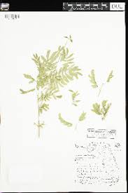 Image result for Balanites pedicellaris