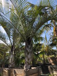 Image result for Dypsis decaryi