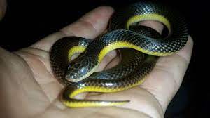 My Yellow Bellied Water Snake In Blue Snake Snake Lovers Belly