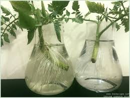 It seems like the latest trend in green decor is to grow plants in glass vases filled with water. Root Grow Tomato Cuttings In Water Gardening For Beginners
