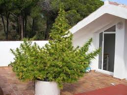 Puede parecer un tanto difícil. Guia De Cultivo De Marihuana Para Novatos