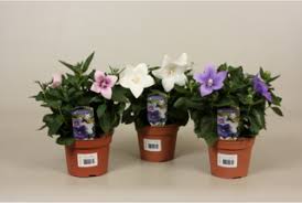 Vivaces à feuillage jaune doré. Le Platycodon Le Pouvoir Des Fleurs