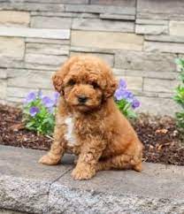 Puppies For Sale All Breeds Lancaster Puppies In 2021 Poodle Puppy Puppies For Sale Poodle Puppies For Sale