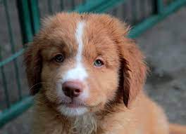 Maybe you would like to learn more about one of these? Nova Scotia Duck Tolling Retriever Kostenloses Foto Auf Pixabay