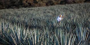 Image result for Agave
