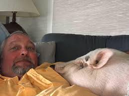 Precious the Pig Diva