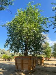 Image result for Dalbergia