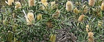 Banksia Species Coastal Banksia Banksia Integrifolia