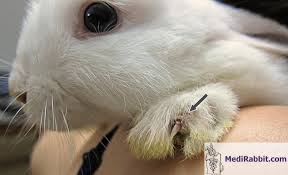 Image result for scabies rabbits ears