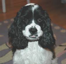 Absence of body markings in acceptable. 24 Best Black And White Cocker Spaniels Ideas White Cocker Spaniel Cocker Spaniel Spaniel Puppies