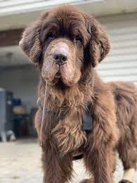 The 4 Life Stages Of The Newfoundland Dog My Brown Newfies