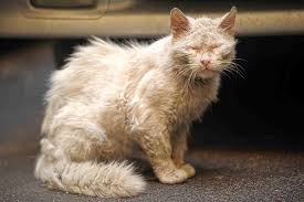 However, there are some skin conditions that might affect them. Skin Mite Dermatitis In Cats Symptoms Causes Diagnosis Treatment Recovery Management Cost