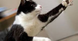 But Soft What Light Through Yonder Window Breaks Animals Cats Soft