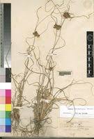 Image result for Cyperus amauropus