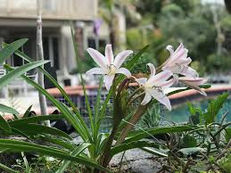 Image result for Crinum lugardiae