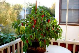 Why such a complicated name for such a simple project? Fertilizing Container Vegetables Organic Soil Amendments For Container Gardens