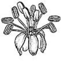 Image result for Lannea asymmetrica