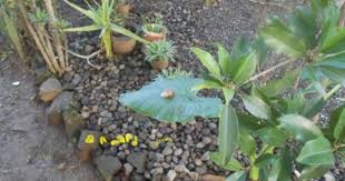 Itu Bahasa Latinnya Nah Klau Bahasa Daerah Atau Bahasa Indonesianya Banyak Nama Ada Keong Racun Bekicot Ada Keong Mas Keong Siput Keong Sawah Gambar I Keong