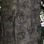 Image result for Pseudolachnostylis maprouneifolia