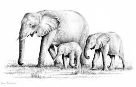 Maybe you would like to learn more about one of these? Simple Elephant Family Drawing Novocom Top