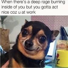 28 hilarious dog memes to get you through life. 100 Pet Memes That Will Make You Lol Over And Over Again