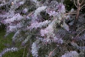 Image result for Acacia montigena