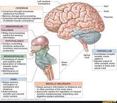 Left cerebral hemisphere CEREBRUM intellectual functions Conscious thought  processes, * Memory storage and processing * Conscious