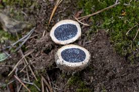 Image result for Scleroderma polyrhizon
