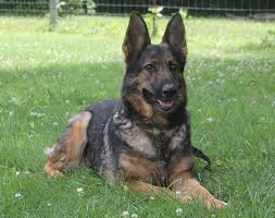 They have a very good life here on a green days farm. Craigslist German Shepherd