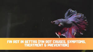How To Treat Fin Rot In Bettas Full Guide Betta Care Fish Guide