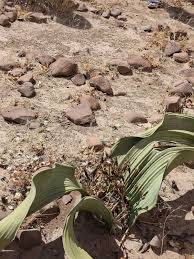 Image result for Welwitschia