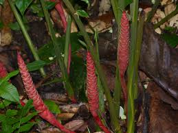 Image result for Zingiberaceae