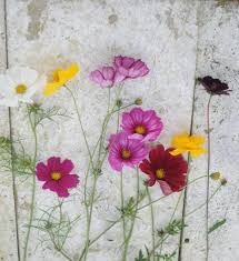 Learn english free online at english, baby! 10 Ways To Make Your Cut Flowers Last Longer Frolic