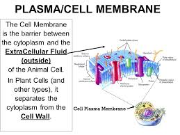 Check spelling or type a new query. Cell Membrane Transport Enzymes Energy Ppt Video Online Download