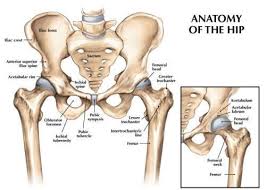 The main functions of the quads are flexion (bending) of the hip and extension (straightening) of the knee. Basics Of Anatomy Hip Joint Moushu S Pilates Studio