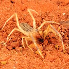 The most common camel spider material is metal. Camel Spider National Geographic