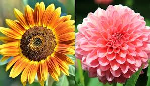 Alcuni fiori comuni sono utilizzati in giardino mentre altri tipi di fiori sono ideali per i bouquet o per gli. Fiori Nomi E Significato Momento Casa