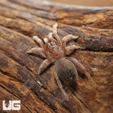 Image result for Empogona sp. A