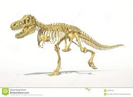 Resultado de imagen para esqueletos de dinosaurios