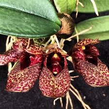 Image result for Bulbophyllum scaberulum