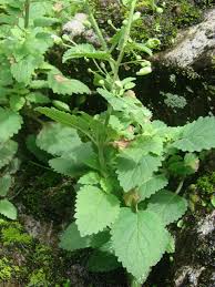 Image result for Tetradenia urticifolia
