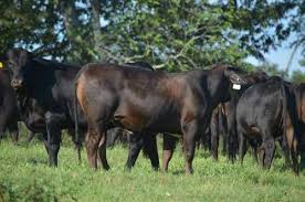 Black Angus Calves For Sale Near Me 48 Angus Plus Brangus And Super Baldy Bred Heifers Breeds Cattle For Sale Heifer