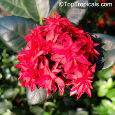 Image result for Ixora hartiana