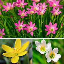 African plants in general have developed an overwhelming diversity of forms, functions, habitats and geographical distribution. Rain Lily Bulbs Without Leaves And Flowers Not Live Plant Shopee Philippines