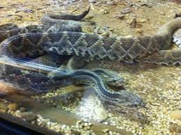 Butantan institute, sao paulo resim: Cobra Venenosa Picture Of Butantan Institute Sao Paulo Tripadvisor