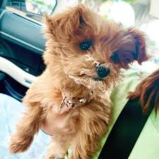 Maltipoo males & females available! Maltipoo Puppies For Sale Near Me Home