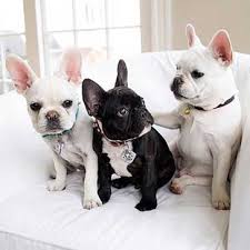 But, the french bulldog blue is not a color officially recognized by any of the major international dog associations. The Blue French Bulldog Beautiful Rarity Or Undesirable Abnormality