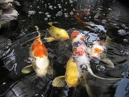 Shallow ponds have too many weeds and too many or water that is full of pond life, which mine is, and i would never swim in mine. Orange Yellow Gold Koi Fish Swimming Pond Bubbles Pikist